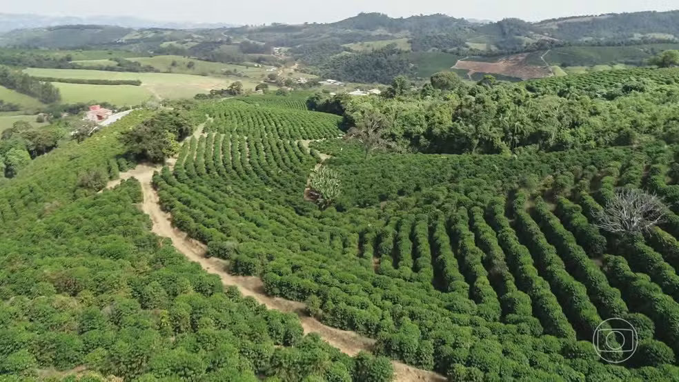 Em meio à COP, Senado tenta votar regulação do mercado de carbono no Brasil após série de adiamentos